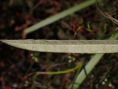 Astrotricha longifolia