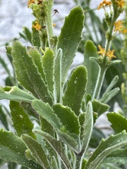 Manulea tomentosa