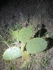 Opuntia lindheimeri