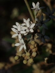 Astrotricha longifolia