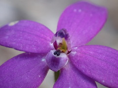 Glossodia minor
