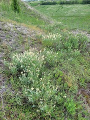 Astragalus albicaulis