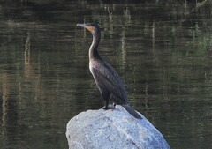 Phalacrocorax carbo