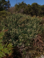 Astrotricha longifolia