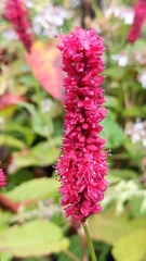 Bistorta amplexicaulis