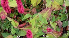 Bistorta amplexicaulis