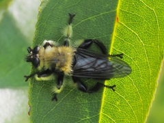 Laphria affinis