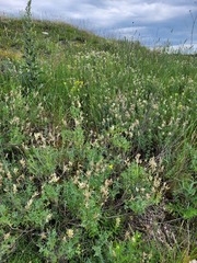Astragalus albicaulis