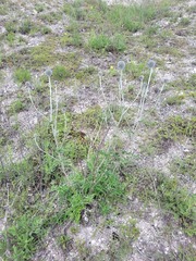 Echinops ritro ruthenicus