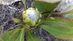 Protea acaulos