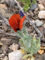 Glaucium corniculatum