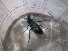 Carabus exaratus