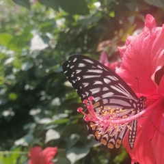 Papilio clytia