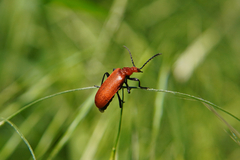 Pyrochroa serraticornis
