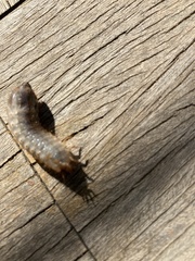 Scarabaeidae