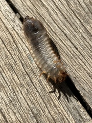 Scarabaeidae