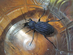 Carabus exaratus