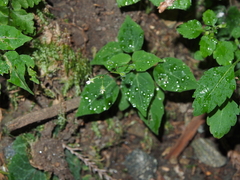 Circaea erubescens