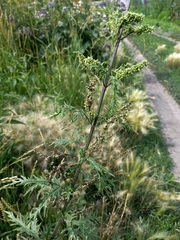 Urtica cannabina