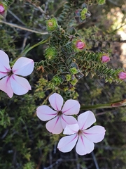 Acmadenia tetragona