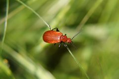 Pyrochroa serraticornis