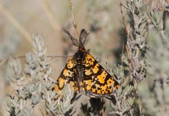 Eurranthis plummistaria