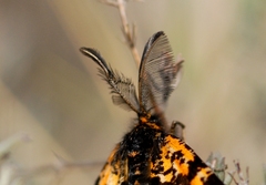 Eurranthis plummistaria