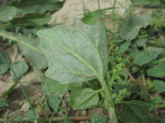 Oxybasis chenopodioides