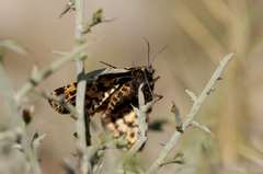 Eurranthis plummistaria