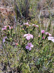 Acmadenia tetragona