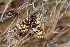 Eurranthis plummistaria