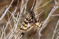 Eurranthis plummistaria