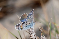 Pseudophilotes baton