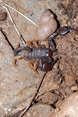 Euscorpius flavicaudis