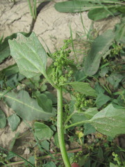 Oxybasis chenopodioides