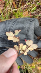 Exobasidium expansum