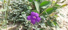 Ruellia simplex