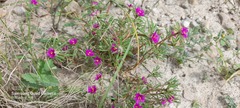 Portulaca pilosa
