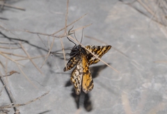 Eurranthis plummistaria