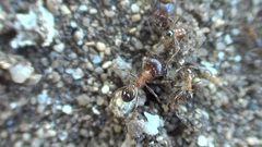 Pheidole indica