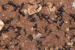 Camponotus cruentatus