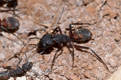 Camponotus cruentatus