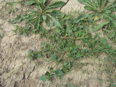 Oxybasis chenopodioides