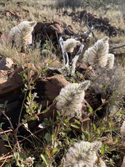 Ptilotus nobilis