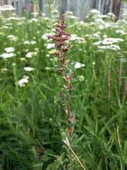 Atriplex tatarica