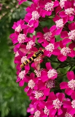 Sphaerophoria scripta