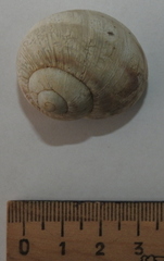 Helix albescens