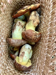 Butyriboletus appendiculatus