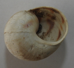 Helix albescens