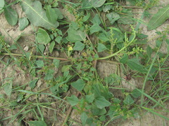 Oxybasis chenopodioides